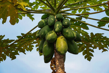 A papaya tree bearing lots of fruit, the fruit appears to be still unripe and not ready to be harvested, photographed from below