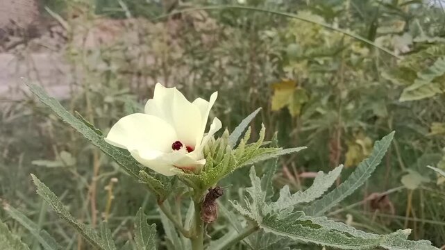 Lady finger flower or Abelmoschus esculentus flower in the garden.okra flower pattern 