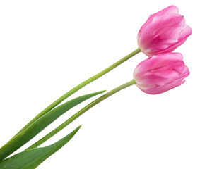 spring flowers tulips isolated on white background