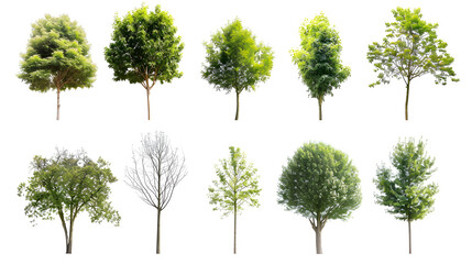 Collection of  Trees Isolated on white background