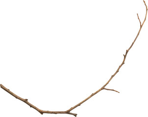 Dry tree branches isolated on white background