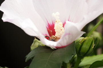 Nahaufnahme  Biene beim Pollen sammeln an Hibiskus Blüte © zeralein