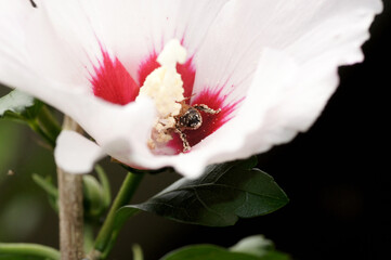 Nahaufnahme  Biene beim Pollen sammeln an Hibiskus Blüte © zeralein