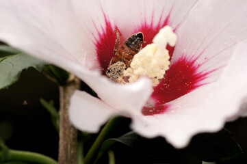 Nahaufnahme  Biene beim Pollen sammeln an Hibiskus Blüte © zeralein