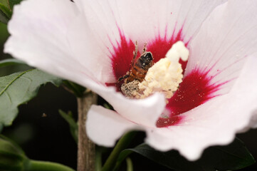 Nahaufnahme  Biene beim Pollen sammeln an Hibiskus Blüte © zeralein