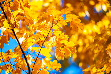 Foliage in the park. Autumn fall leaves of maple trees. Autumn fall leaves in sunlight. Natural autumn background. Autumnal background. Foliage, falling leaves background. Autumn leaf.