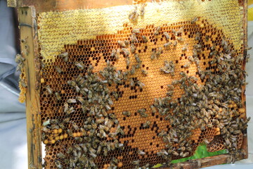 beautiful photos of honeycombs with honey and bees	