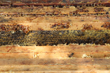 beautiful photos of honeycombs with honey and bees	