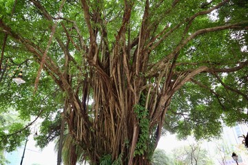 南インド（ケララ）の風景　2