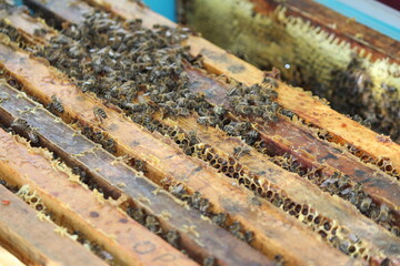 beautiful photos of honeycombs with honey and bees	