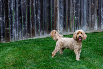 Multigen Goldendoodle