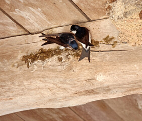 discussion de 2 hirondelles © helenedevun