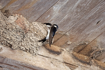 C est l heure de la becquée © helenedevun