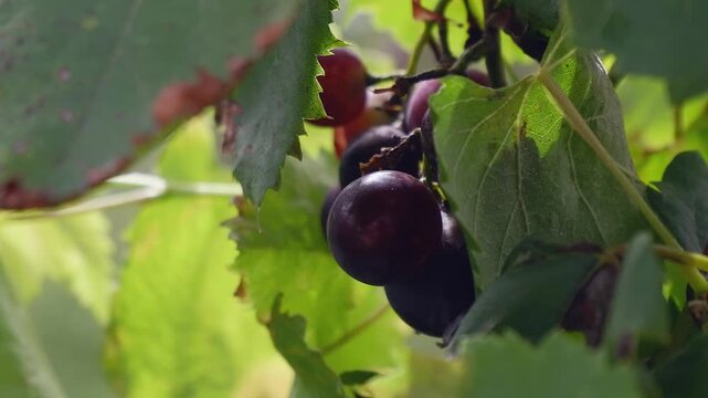 Closeup: Red Pinot Noir grapes on the vine, blowing in slight breeze