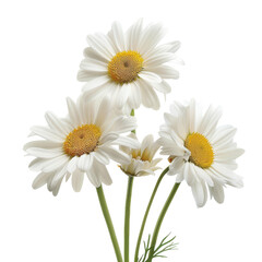 Isolated White Daisy Flowers with Yellow Centers and Green Stems.