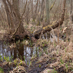 Erlen Bruchwald, Sumpfgebiet, M&uuml;ritz Nationalpark, Mecklenburgische Seenplatte, Mecklenburg, Mecklenburg-Vorpommern, Deutschland, Europa