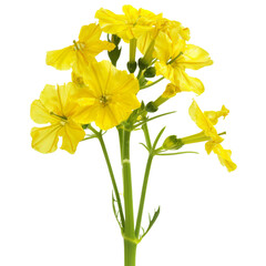 Obraz premium Isolated Yellow Mustard Flower Bouquet without Background.