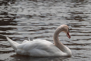 Graceful Swan swimming in a river