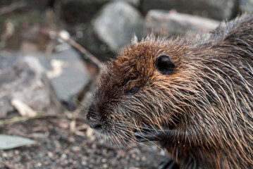 A close-up of a nutria on the bank of the Vltava River in Prague