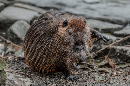 A close-up of a nutria on the bank of the Vltava River in Prague
