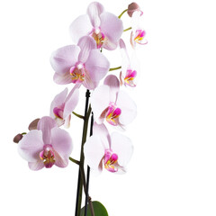 Elegant Pink Orchid Flower Isolated Without Background Displaying Beauty.