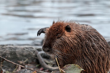 A close-up of a nutria on the bank of the Vltava River in Prague