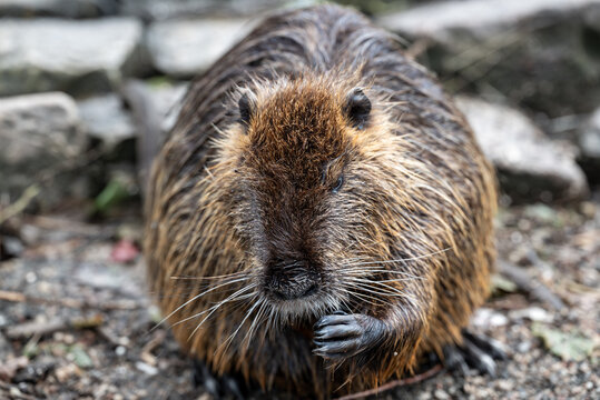 A close-up of a nutria on the bank of the Vltava River in Prague