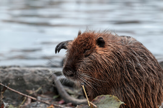 A close-up of a nutria on the bank of the Vltava River in Prague
