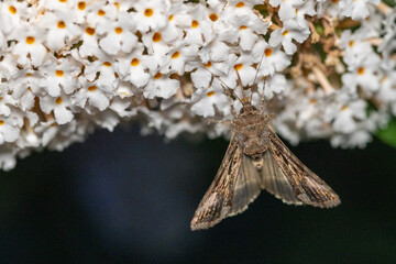 A lovely moth is delicately feeding on the sweetly fragrant white blossoms found within a serene...