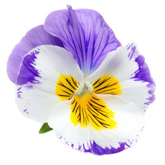 Isolated Pansy Flower with White, Purple, and Yellow Petals.