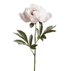 Isolated Peony Flower with Green Leaves, Transparent Background.