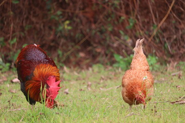 Indian red cock - view of Indian red headed cock and hen standing in green background fields