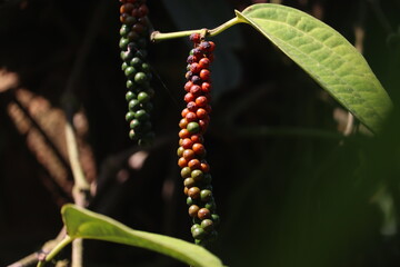 Indian green pepper found in pepper plant with blue sky background in india.