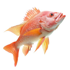 Fototapeta premium Isolated Image of a Vibrant Snapper Fish with Bright Coloration.