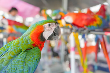 Catalina macaw ara parrot bird standing on long bar.