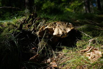 Forest Mushroom Details