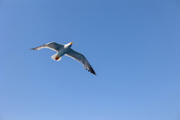 Obraz premium Seagull gull flying, Blue sky. Overcoming adversity