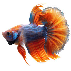 Fototapeta premium Cute siamese fighting fish isolated on a transparent background f or web, banner, wallpaper