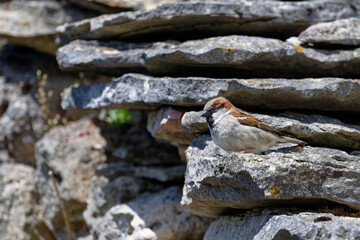 Moineau domestique - Passer domesticus 