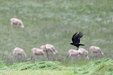 Corneille noire - Corvus corone