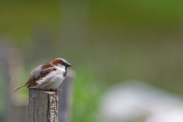 Moineau domestique - Passer domesticus 