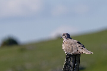  Tourterelle turque - Streptopelia decaocto