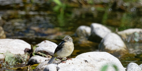 Bergeronnette des ruisseaux - Motacilla cinerea - passereaux