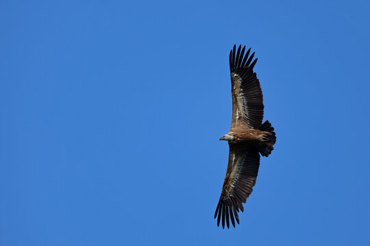 vautour fauve - gyps fulvus 