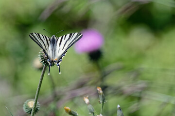  Flambé - Iphiclides podalirius