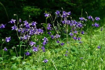 ancolie commune - Aquilegia vulgaris