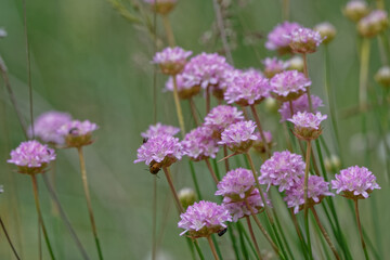 Armérie maritime - Armeria maritima