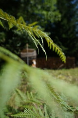 Fern Focus in Forest