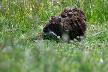 Ragondin - Myocastor coypus - rongeurs
