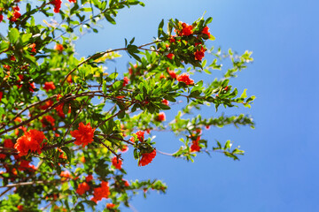 Pomegranate tree flower close-up